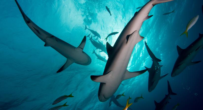 Bemutatjuk az RTL újdonsült Cápáját: így kereste meg milliárdjait Varga Sándor - de ki ő valójában?