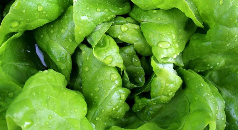 Miért romlik meg gyorsabban a saláta, mint más zöldségek?