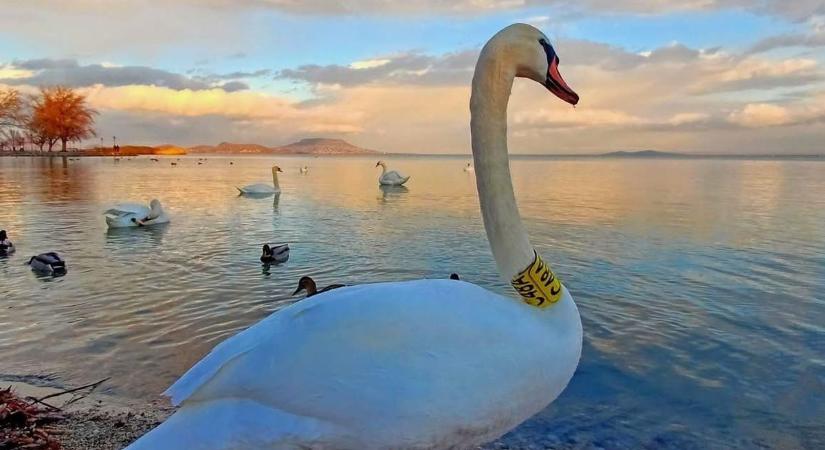 Visszatért a Balatonra a legendás túlélő, most nevet keresnek neki