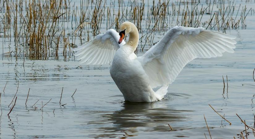 Már csak néhány napig látható a Balaton legkedvesebb látványossága