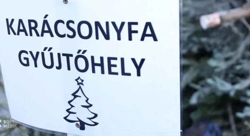 Begyűjtik a megunt karácsonyfákat Sopronban, íme a gyűjtőpontok listája