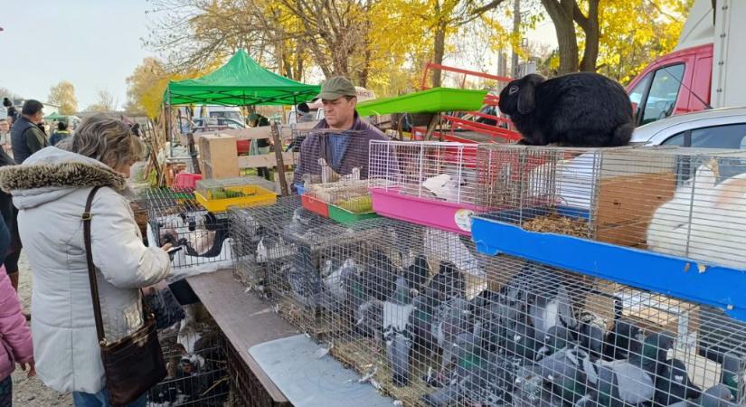 Jászapáti vásárok 2026. – Állat- és kirakodóvásár