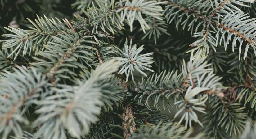 Ne a kukában végezze! Így mentheti meg a karácsonyfáját