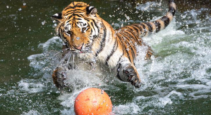 Vízilabdázó tigris testvérek hódítják meg a látogatókat