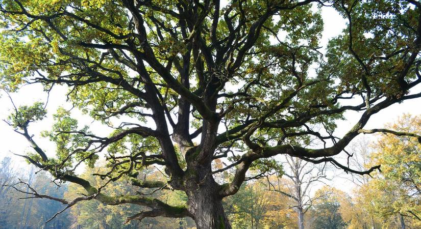 Sokak szerint a legszebb magyar tölgy volt, most kidőlt ennek a somogyi településnek a határában