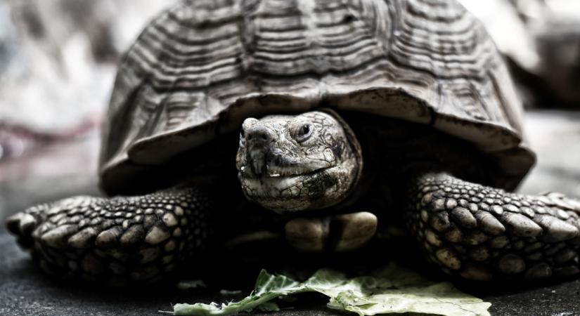 193 éves a világ legöregebb állata, már Thomas Edison korában élt