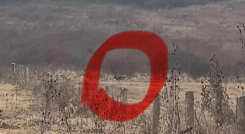 Te jó ég, milyen állatot fotóztak Egernél? A kommentelők is csak találgattak