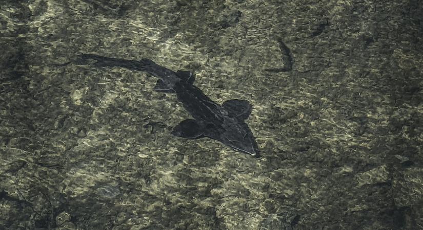 A védett vágótok lett az Év hala 2026-ban