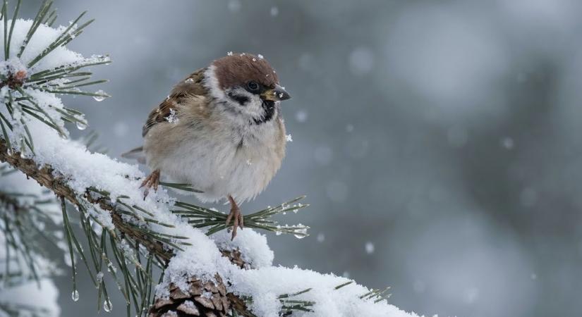 Zalában is van esély vasárnap havazásra
