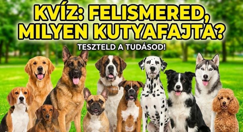 Kvíz: Bernáthegyi vagy moszkvai őrkutya? Vajon látod a különbséget?