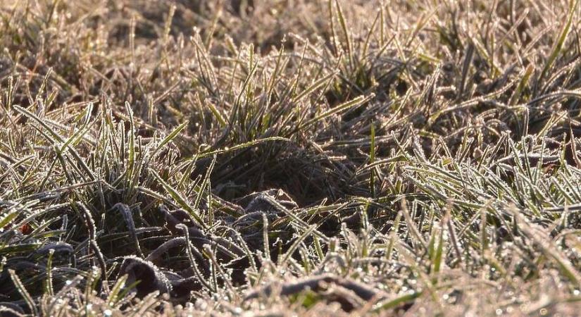 A gyep regenerálódása a tél folyamán: hogyan segítsük?