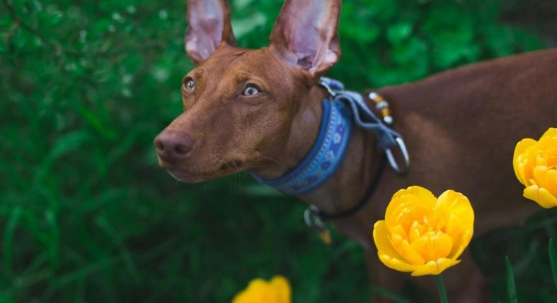 7 jel, hogy a kutyád nem hall jól