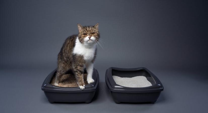 Nálad sincs jó helyen a macskaalom? Ezek a legrosszabb opciók