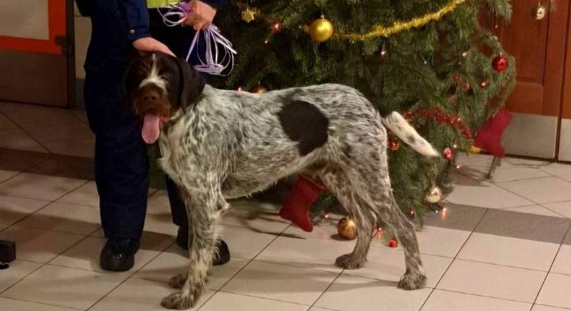 Rendőri segítséggel jutott haza a szilveszterkor ijedtében világgá szaladt német vizsla