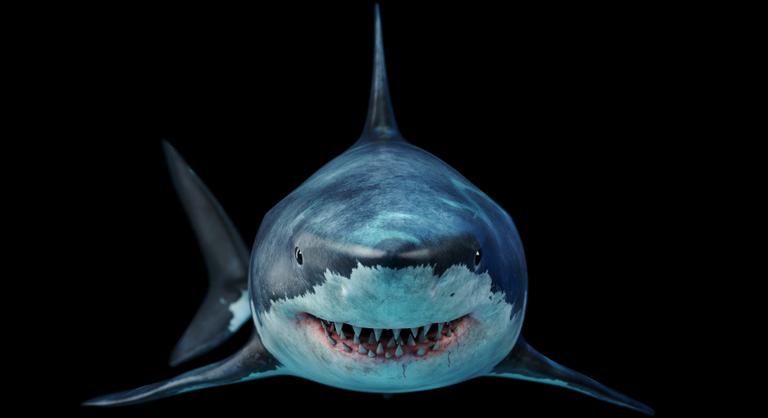 Kihalás szélén van már a nagy fehér cápa is