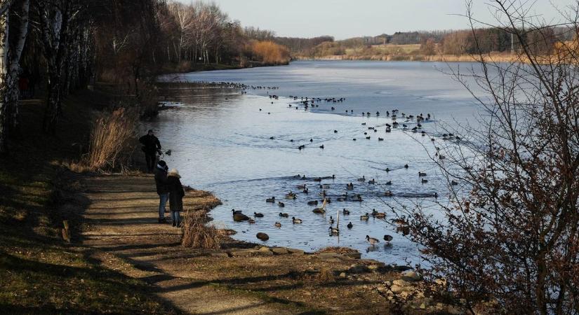 Télvíz idején igazi vadkacsa-paradicsommá válik a zalai város tava (galéria)
