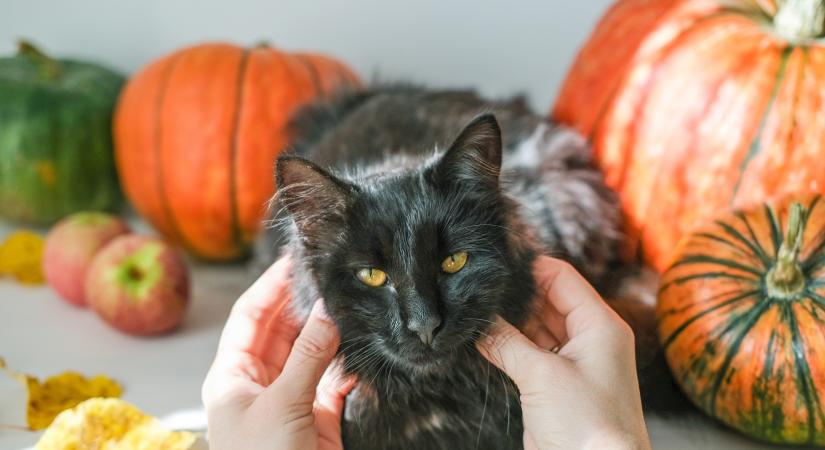 Tudod, mi biztonságos a cicádnak? Íme, szezonális gyümölcs-zöldség kvízünk!