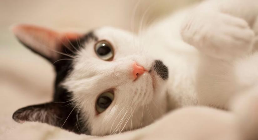 Macskát kellett menteni Debrecenben