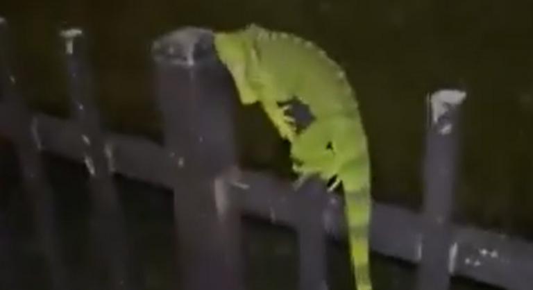 Olyan hideg van Floridában, hogy szó szerint leguánok hullanak az égből