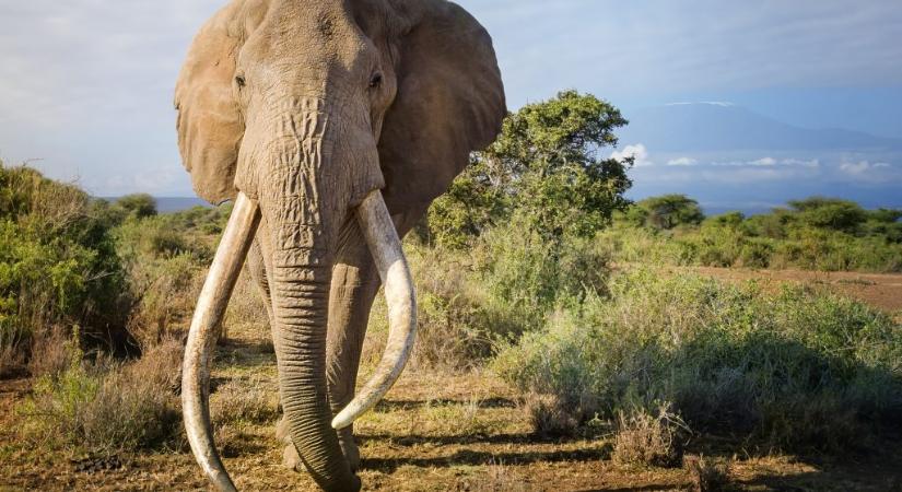 Elpusztult az elefánt, akit sörnagykövetnek neveztek ki Kenyában