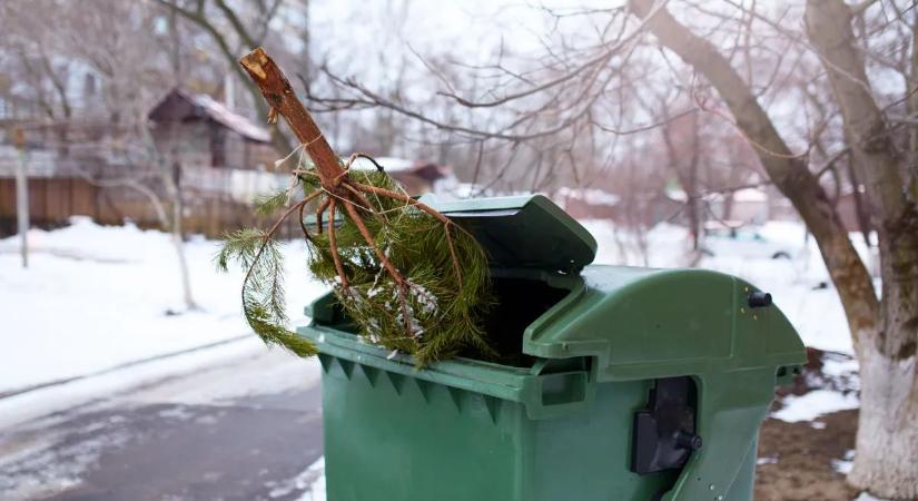 A legtöbben kidobják a karácsonyfát pedig igazi csodaszer készíthető belőle otthon – videó