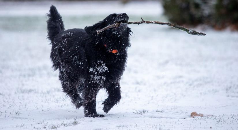 Gyönyörű fehér táj Kecskeméten, így néz ki a Hunyadiváros a havazás után – fotók, videó