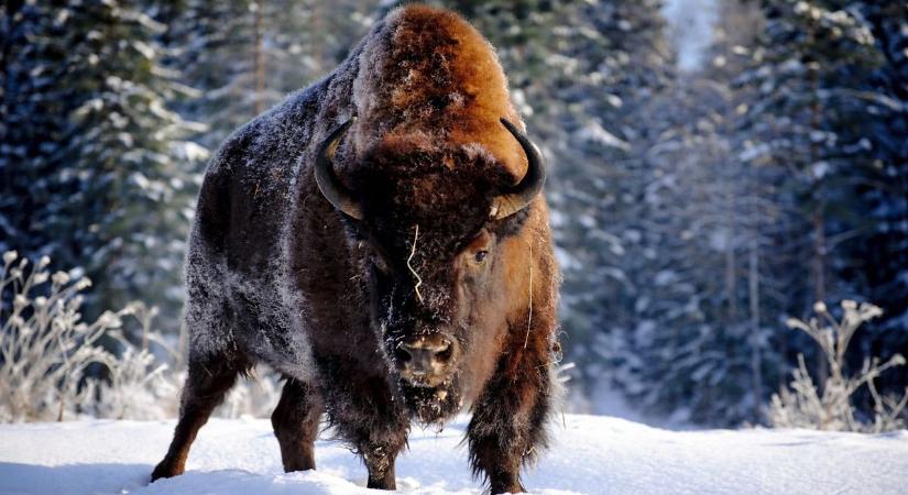 Kínai horoszkóp: 2026. januárban így hoz sikert a Jin Föld Bivaly!