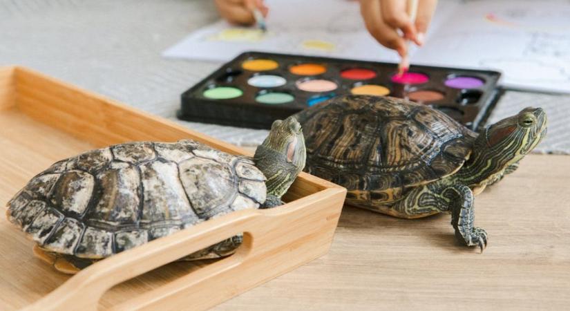 Amikor a jó szándék is pusztít: miért tilos teknőst szabadon engedni?