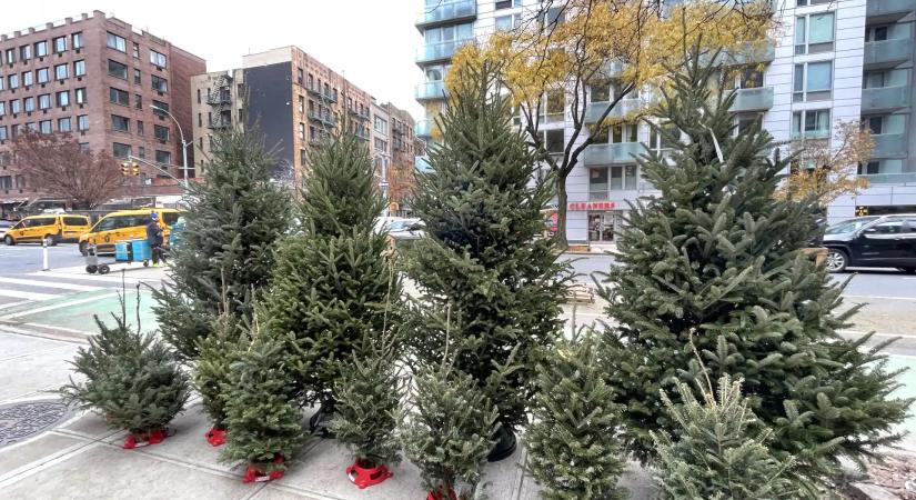 Vízkereszt közeledtével mutatjuk, hogyan szabadulhat meg szabályosan a karácsonyfától