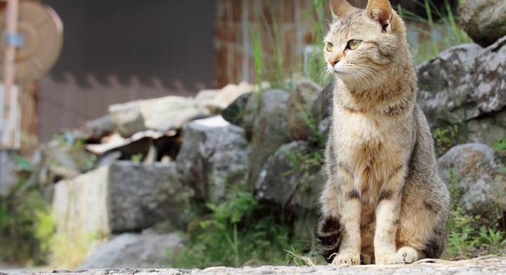 Ezen a szigeten több macska él, mint ember: szokatlan helyeken is találkozhatsz velük