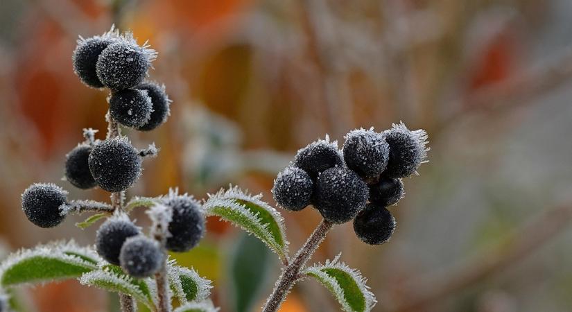 A köd hatása a növényekre – több kárt okoz, mint hinnéd