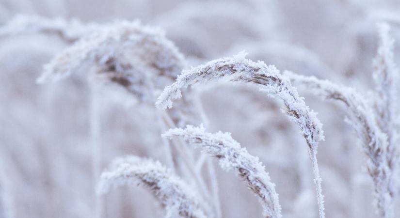 Élet a téli nádasokban