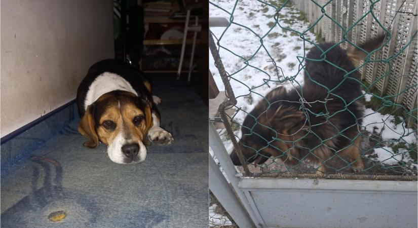 Halálra rémült kutyusok mentésében segítettek a győri állatvédők