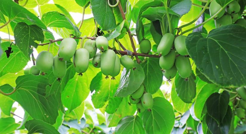 Új kedvenc a gyümölcsösben