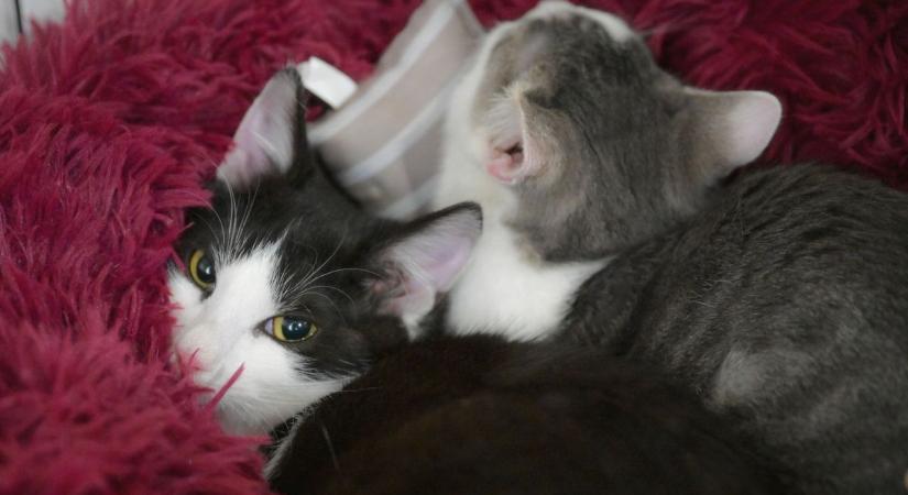 Ez sok gazdit érinthet: kötelező lehet a chip a cicáknál