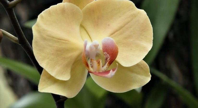 Fényhiány a lakásban: mely szobanövények sínylik meg leginkább télen?