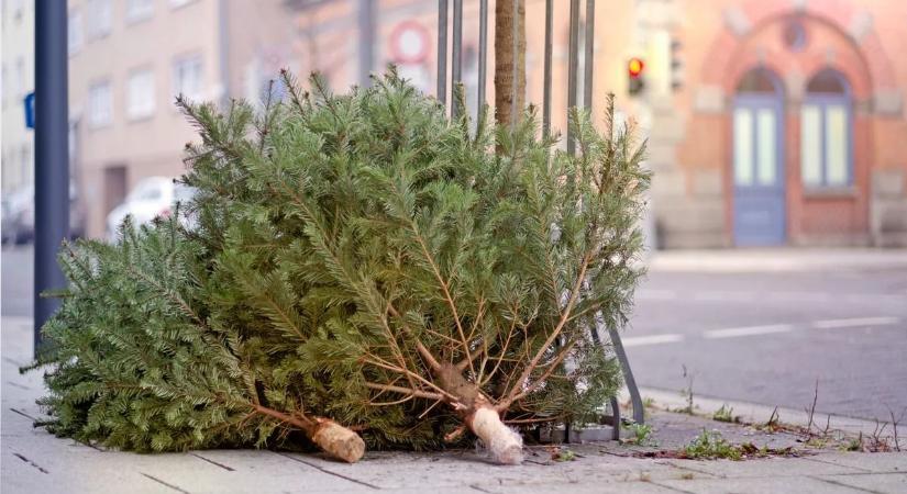 Viszlát karácsonyfa! Itt vannak a fenyőbegyűjtések időpontjai