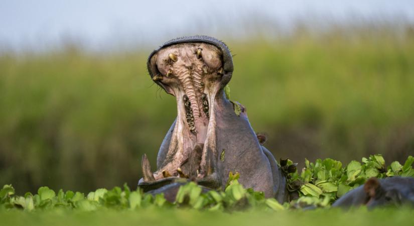 Vízilótámadásban meghalt négy turista Kenyában