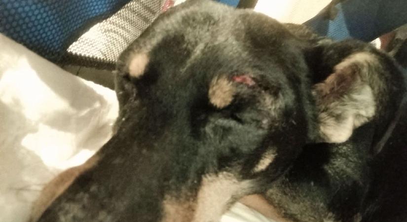 Buksi nem adja fel - Javulás jeleit mutatja a győri tacskó, akit vonat ütött el