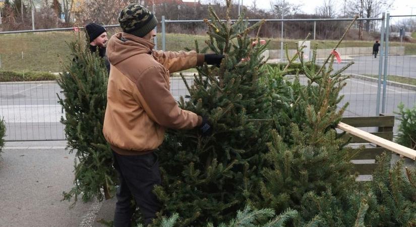 Ezeken a napokon viszik el a karácsonyfákat Hevesben