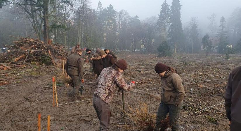 Diákok segítettek a soproni erdők újjászületésében, 8000 csemetét ültettek