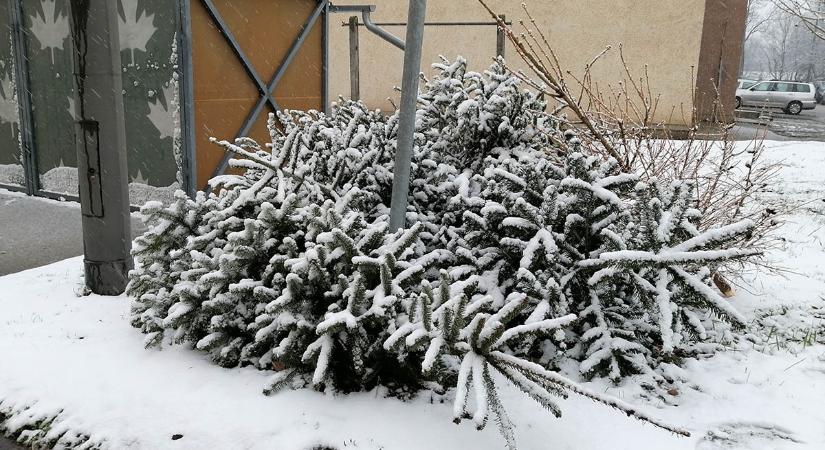 Ekkor szállítják el a karácsonyfákat Békéscsabán