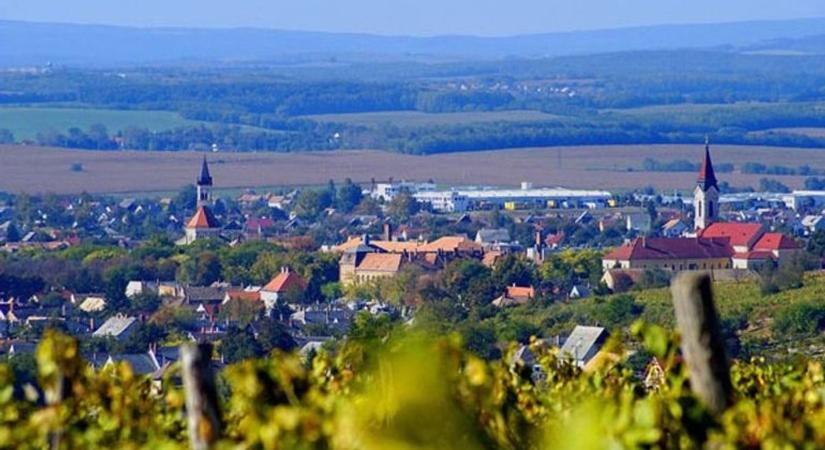Ismét Vince-napi túra a móri borvidéken