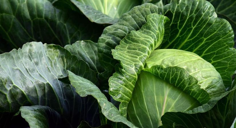 Miért becsülték nagyra a káposztát az elődeink?