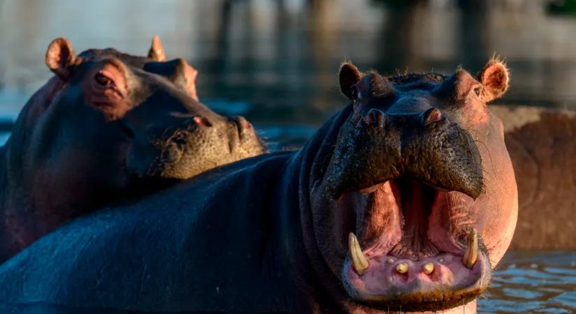 Négy embert öltek meg vízilovak Kenyában