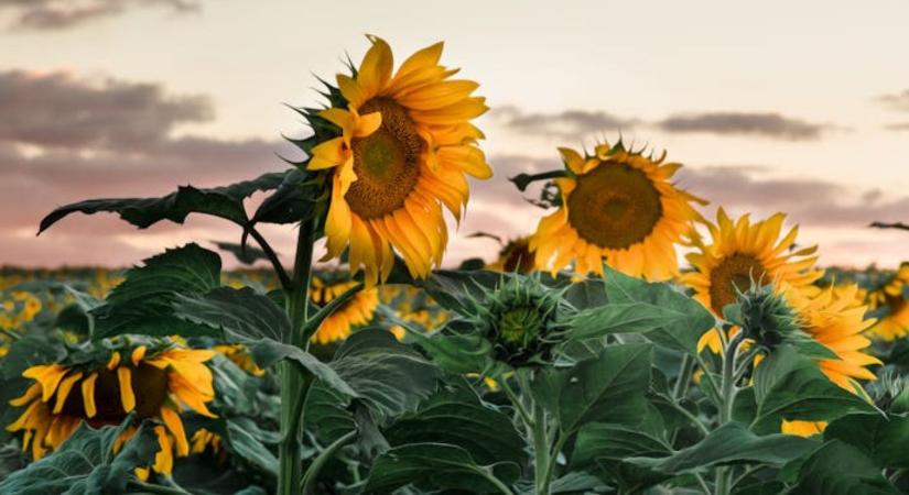 Napraforgóból hús?