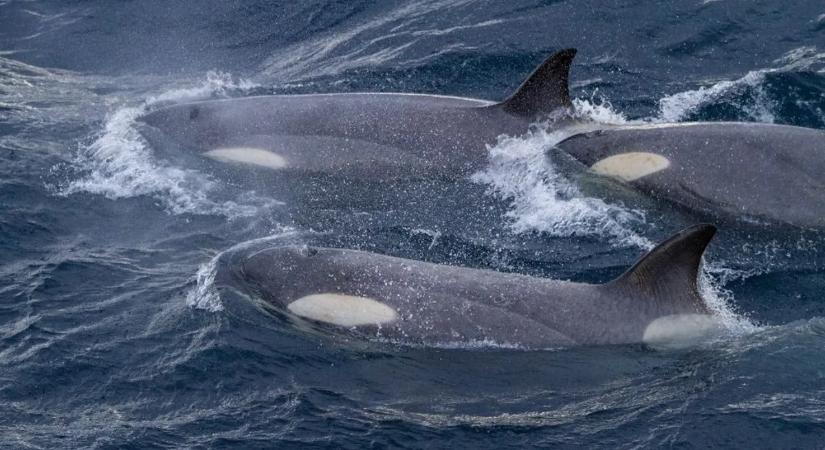 Vérfagyasztó módon kezdenek viselkedni a kardszárnyú delfinek