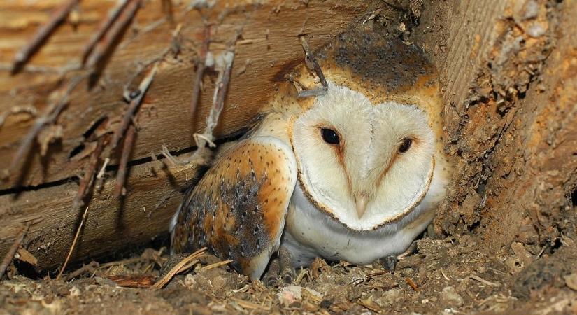 Gyöngybagoly a pajtában