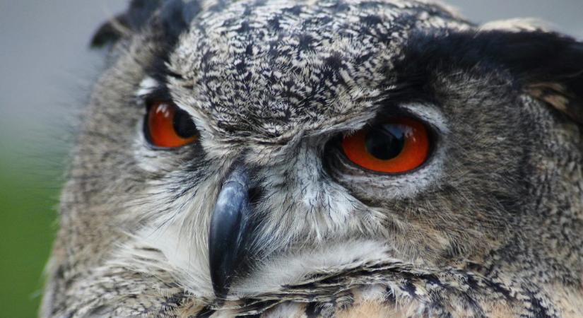 Szabadon engedték a két hónapja elgázolt fülesbaglyot