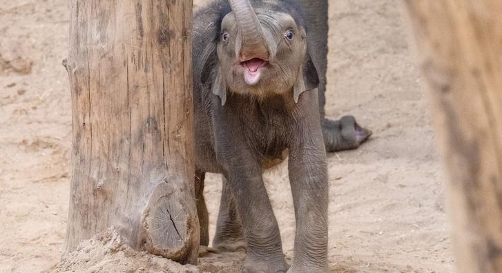 Imádnivaló pillanatot örökítettek meg egy kiselefántról, ahogy az ormányával kalimpál